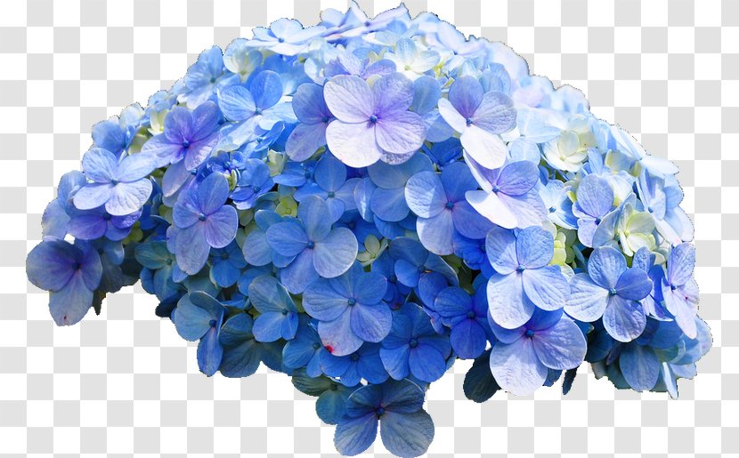 French Hydrangea Cut Flowers - Sequin Transparent PNG