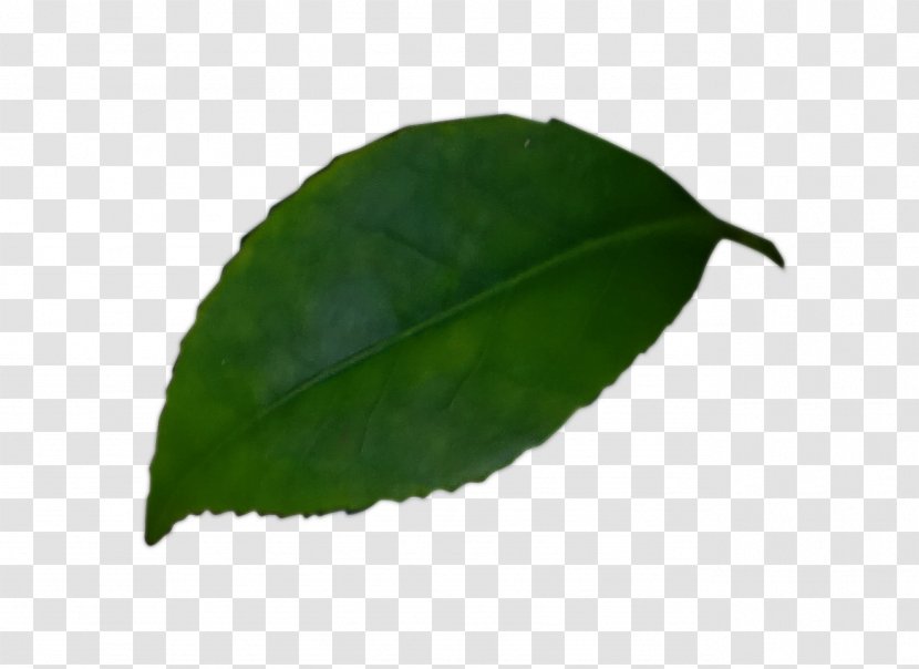 Leaf - Plant Transparent PNG