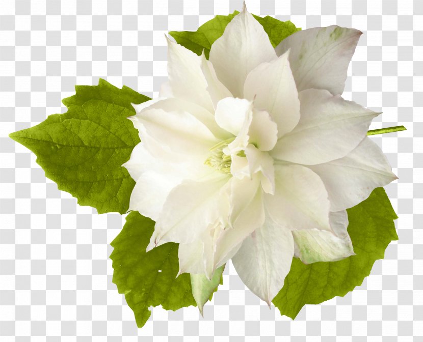 Cut Flowers Dahlia Clip Art - Flowering Plant - White Flower Transparent PNG