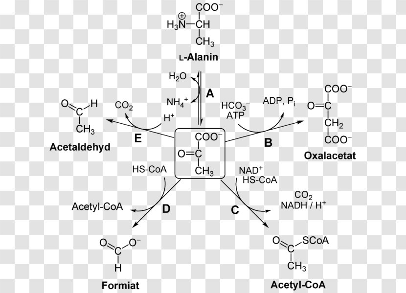 Pyruvic Acid Pyruvate Dehydrogenase Complex Carboxylase Decarboxylation - Acetylcoa - Lightindependent Reactions Transparent PNG