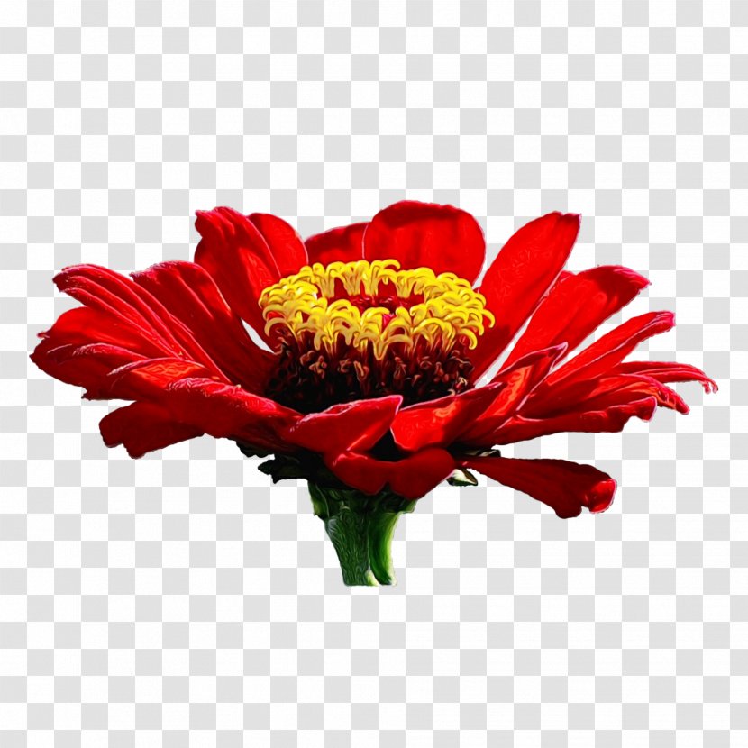 Transvaal Daisy Cut Flowers Clip Art Zinnia - Chrysanths Transparent PNG