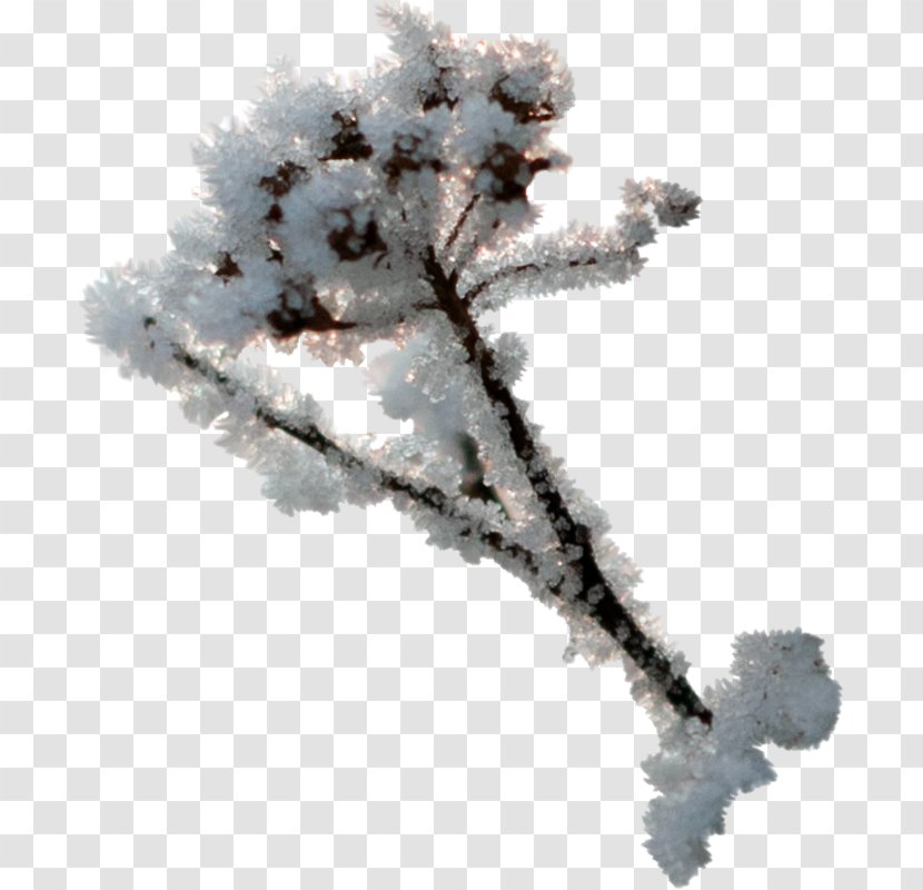 Clip Art Image Christmas Decoration Photography - Freezing - Snow Angle Transparent PNG