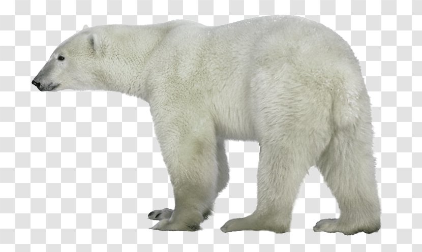 Polar Bear, What Do You Hear? Cat Clip Art - Terrestrial Animal - Bear Transparent PNG