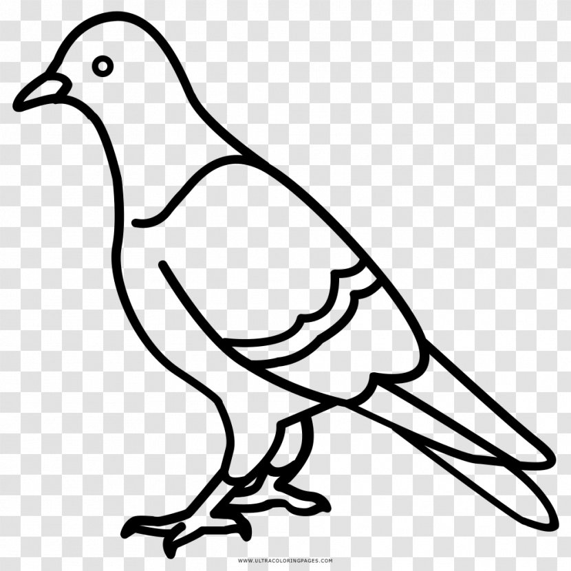 Rock Dove Columbidae Drawing Coloring Book - Line Art - Chocolate Bite Transparent PNG