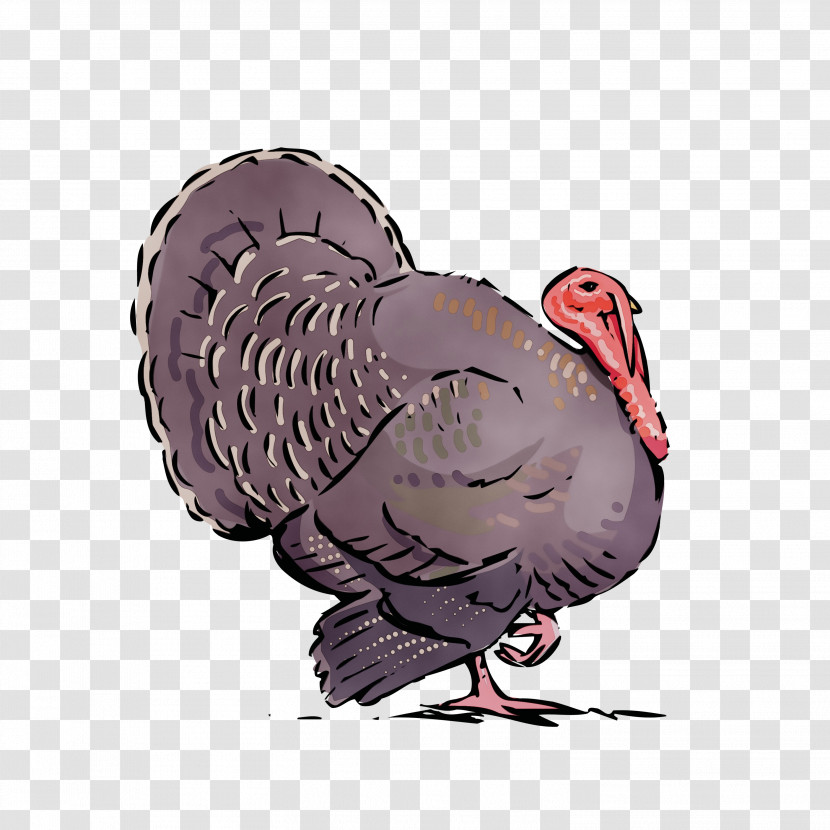 Turkey Wild Turkey Bird Cartoon Beak Transparent PNG