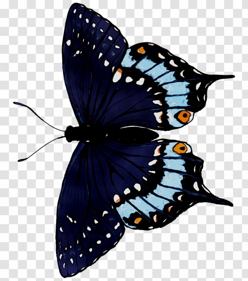 Monarch Butterfly Brush-footed Butterflies Moth Cobalt Blue - Tiger Milkweed Transparent PNG