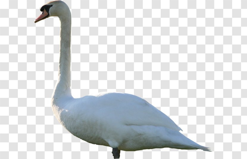 Goose Mute Swan Duck - Black Transparent PNG