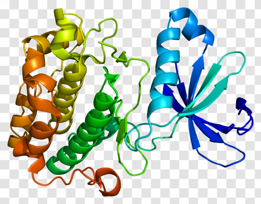 Phosphoinositide-dependent Kinase-1 Pyruvate Dehydrogenase Kinase Protein B - Flower - Frame Transparent PNG