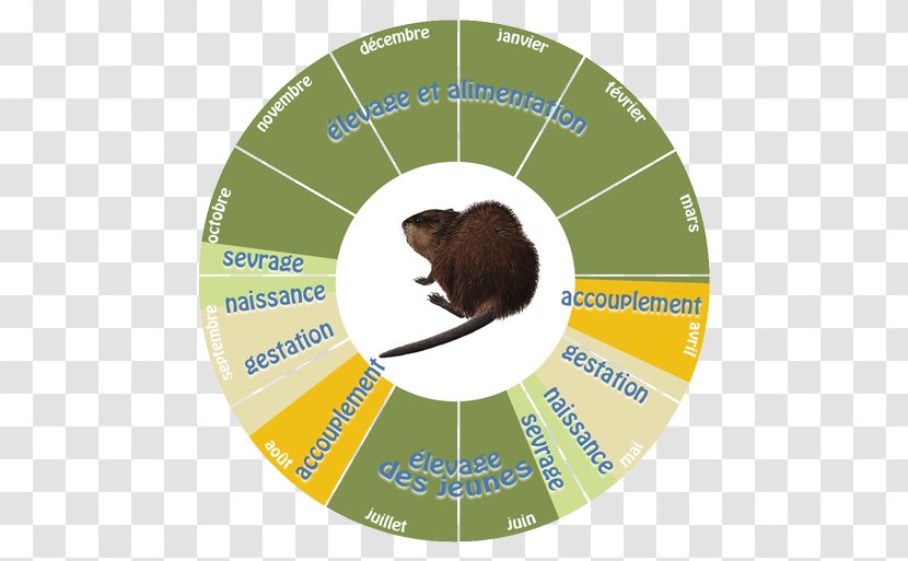 Muskrat Fisher Mustelids Krysa Badger - Fur - Musque Transparent PNG