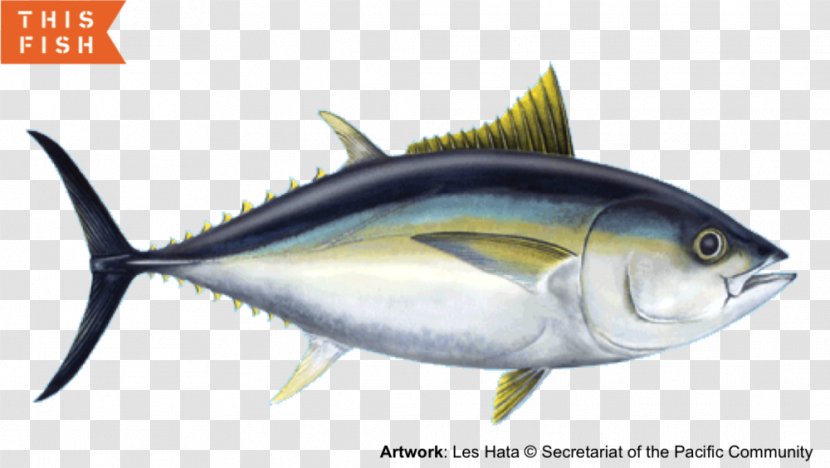 Mackerel Sardine Bigeye Tuna Yellowfin Skipjack - Organism - Fish Transparent PNG