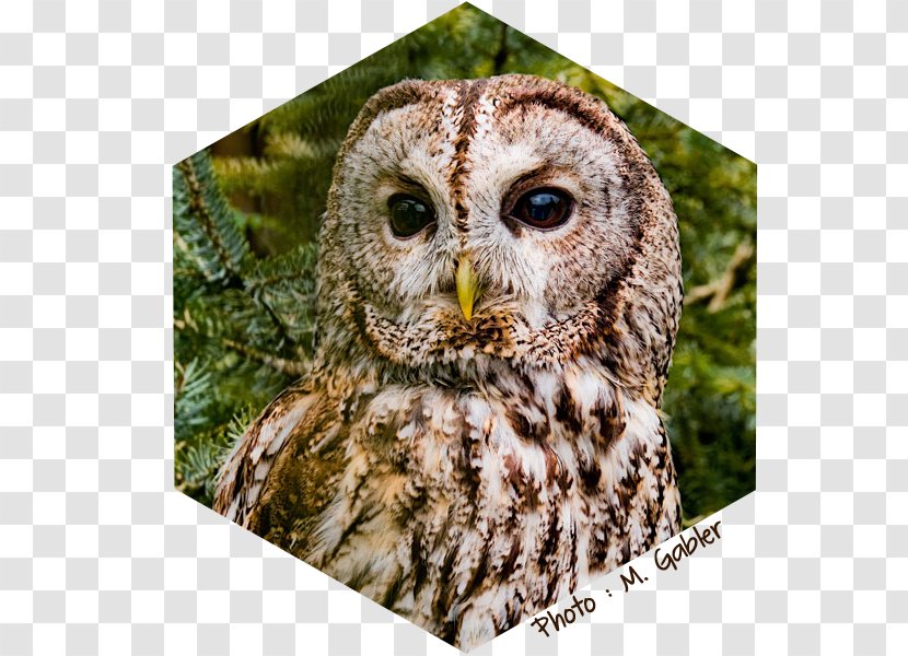 Tawny Owl True Great Grey Elf Screech - Chouette Transparent PNG