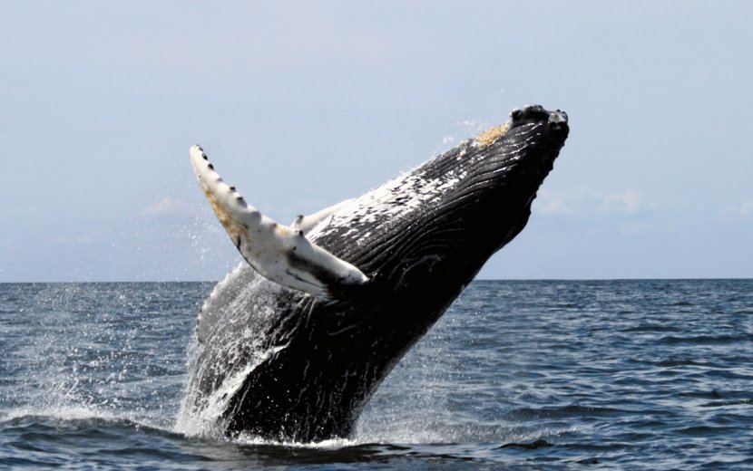 Southern Right Whale Watching Humpback Whaling - Cetacea Transparent PNG