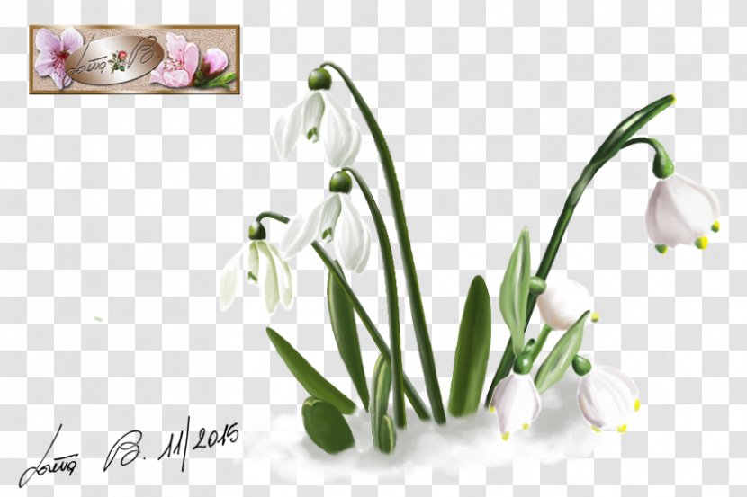 Cut Flowers Plant Floral Design Floristry - Stem - Snowdrop Transparent PNG