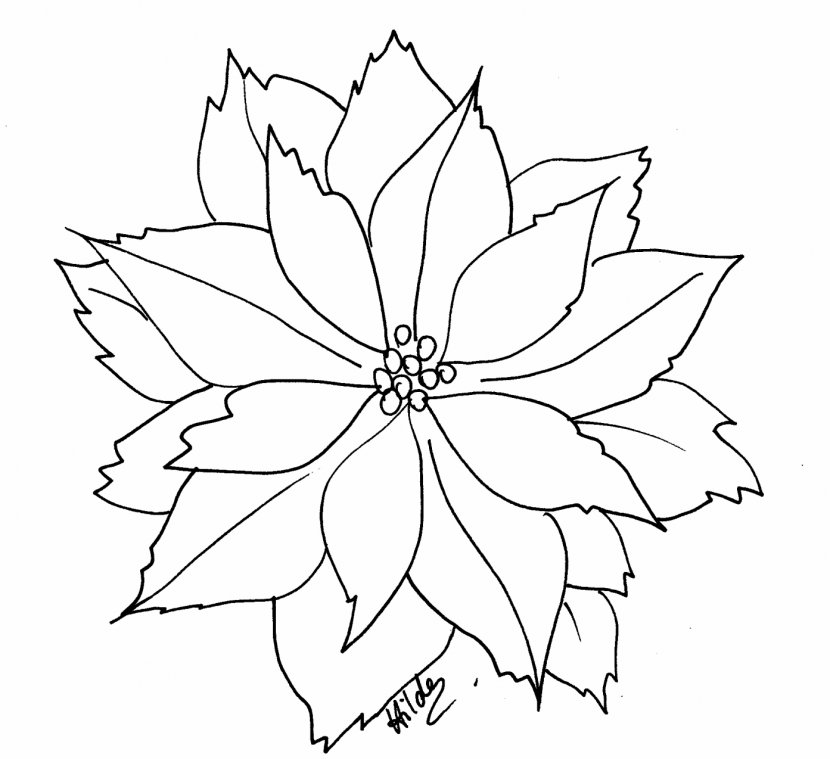 Poinsettia Coloring Book Flower Christmas Clip Art - Cliparts Free Transparent PNG