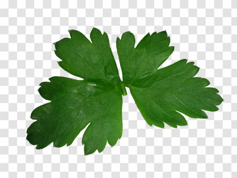 Parsley Juice Herb Coriander Leaf Vegetable Transparent PNG