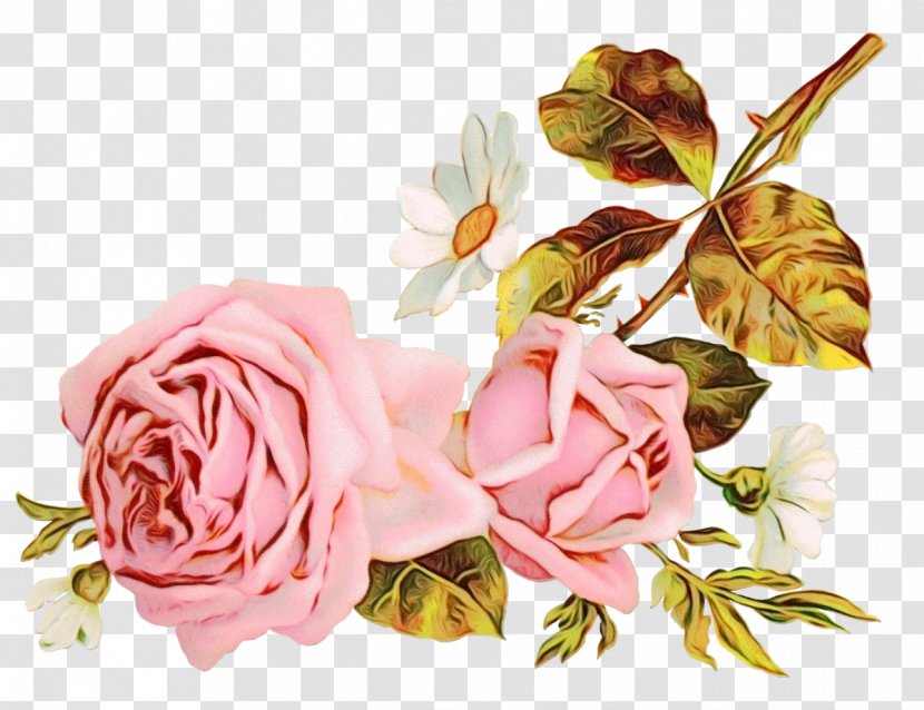 Garden Roses Shabby Chic Paper Decorative Borders Cabbage Rose - Still Life Photography - Bud Transparent PNG