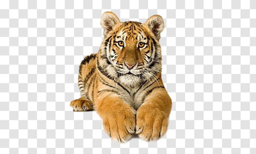 Cat Bengal Tiger Siberian Clip Art - Wildlife Transparent PNG