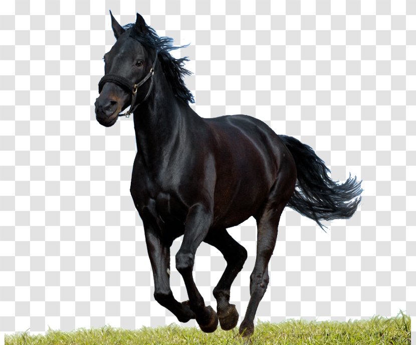 Arabian Horse Andalusian Morgan Pintabian Black - Mustang - Stallion Transparent PNG