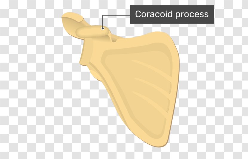 Coracoid Process Glenoid Cavity Scapula Acromion - Bone Transparent PNG