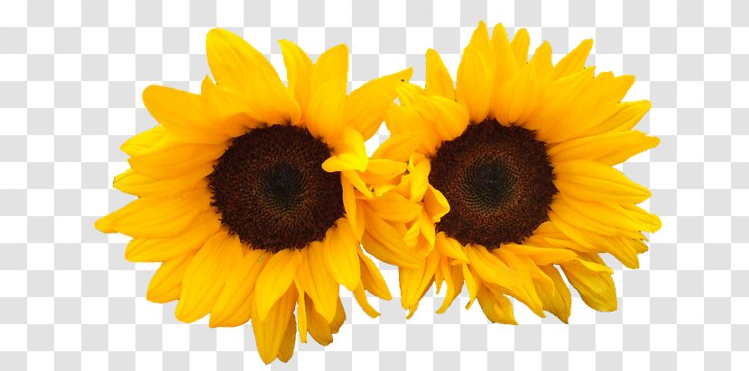 Common Sunflower Reiki III: A Realização Bloemisterij - Flower - Snake Transparent PNG