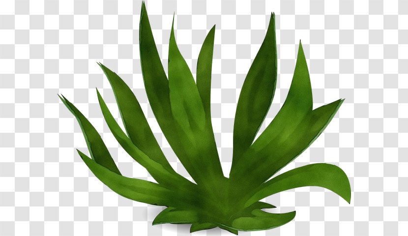 Aloe Vera Leaf - Paint - Perennial Plant Succulent Transparent PNG