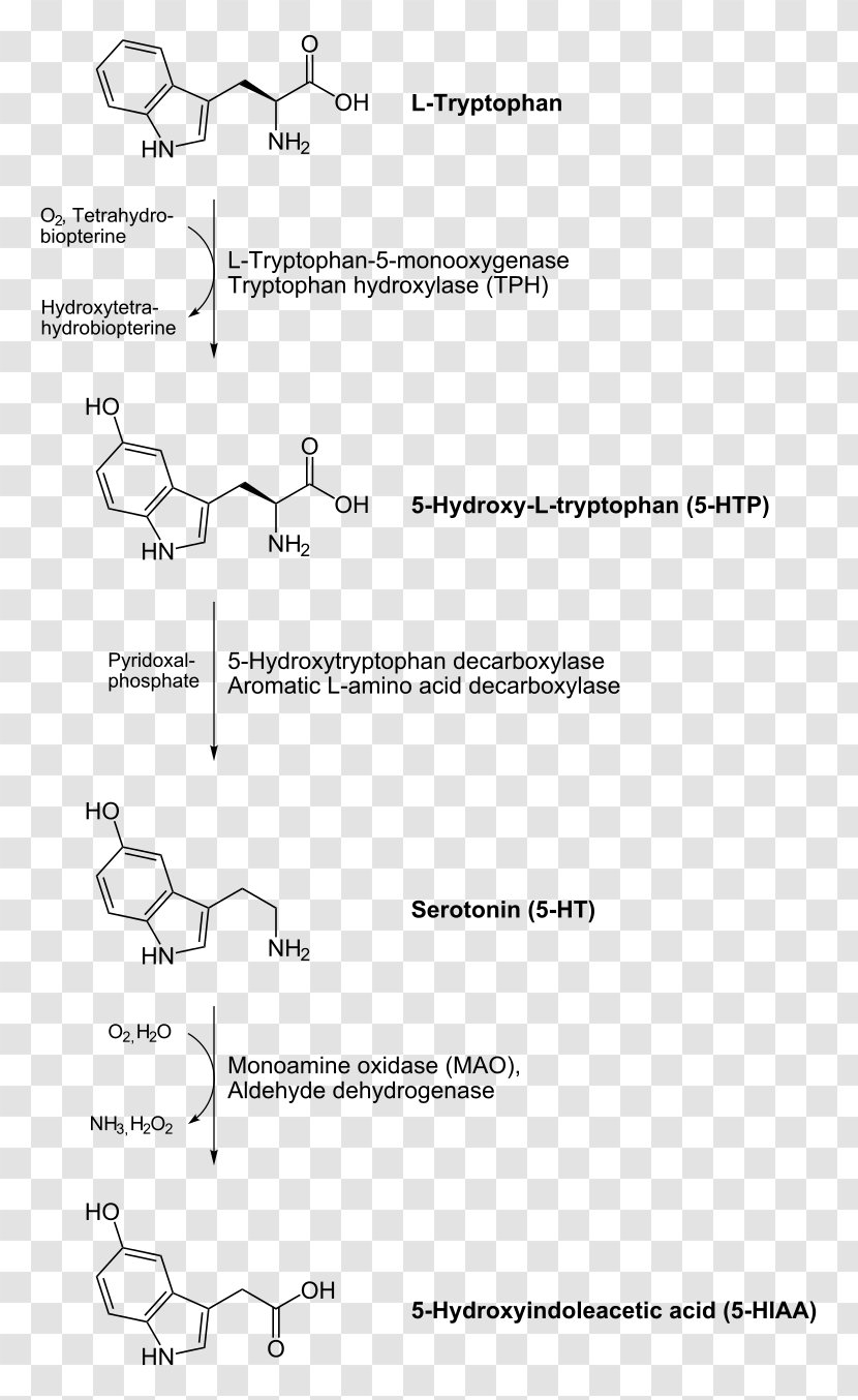 Aromatic L-amino Acid Decarboxylase Decarboxylation Serotonin Dopamine Levodopa - Diagram - Paper Transparent PNG