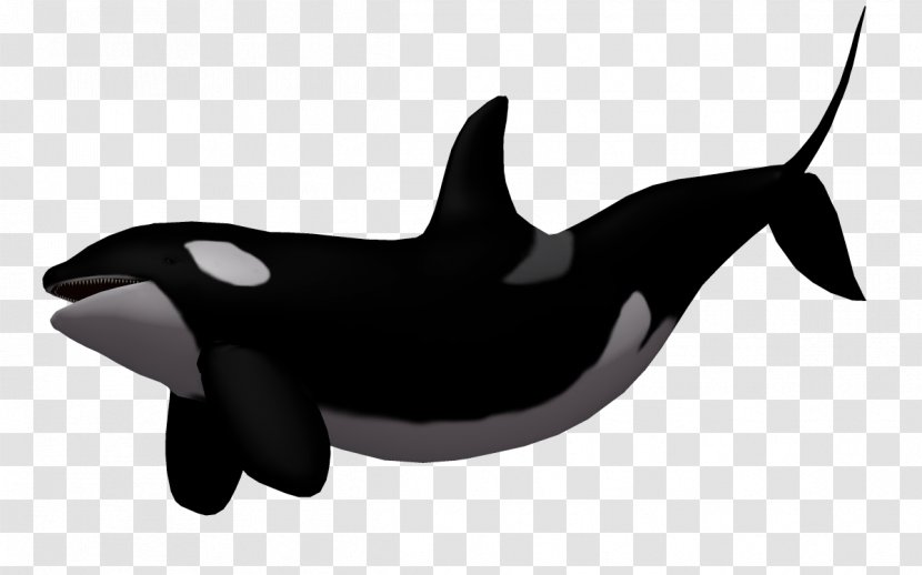 Baby Whale Killer Clip Art - 3d Cartoon Fish,Cartoon Shark Transparent PNG