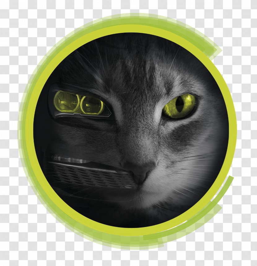 Whiskers Domestic Short-haired Cat Komló 0 - Shorthaired Transparent PNG