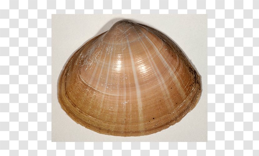 Cockle Veneroida Clam Tellinidae /m/083vt - Conchology Transparent PNG