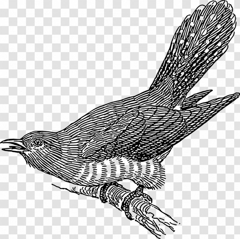 Common Cuckoo Clip Art - Drawing - Kiwi Bird Transparent PNG
