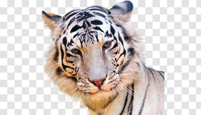 Tiger Gfycat - Blingee Transparent PNG