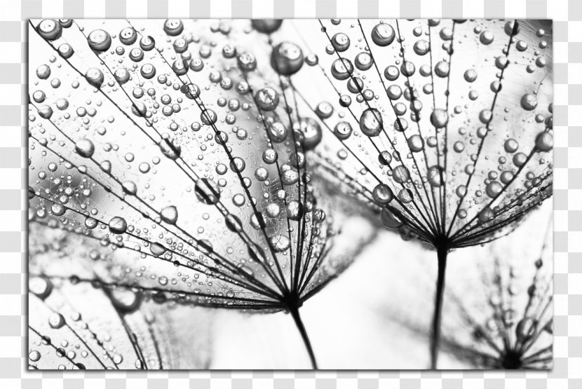 Common Dandelion Fototapeta Seed Flower Dew - Flora Transparent PNG