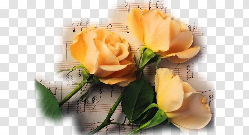 Musical Note Flower Rose Wallpaper - Notes Transparent PNG