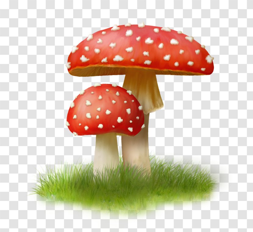Mushroom Image Fungus Clip Art - Agaricomycetes Transparent PNG