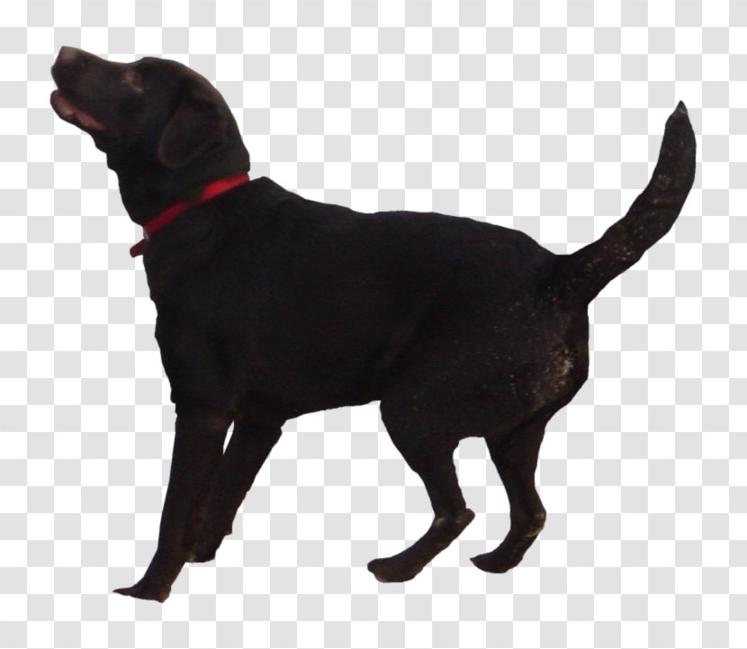 Labrador Retriever Puppy Flat-Coated Golden - Carnivoran - Black Dog Transparent PNG