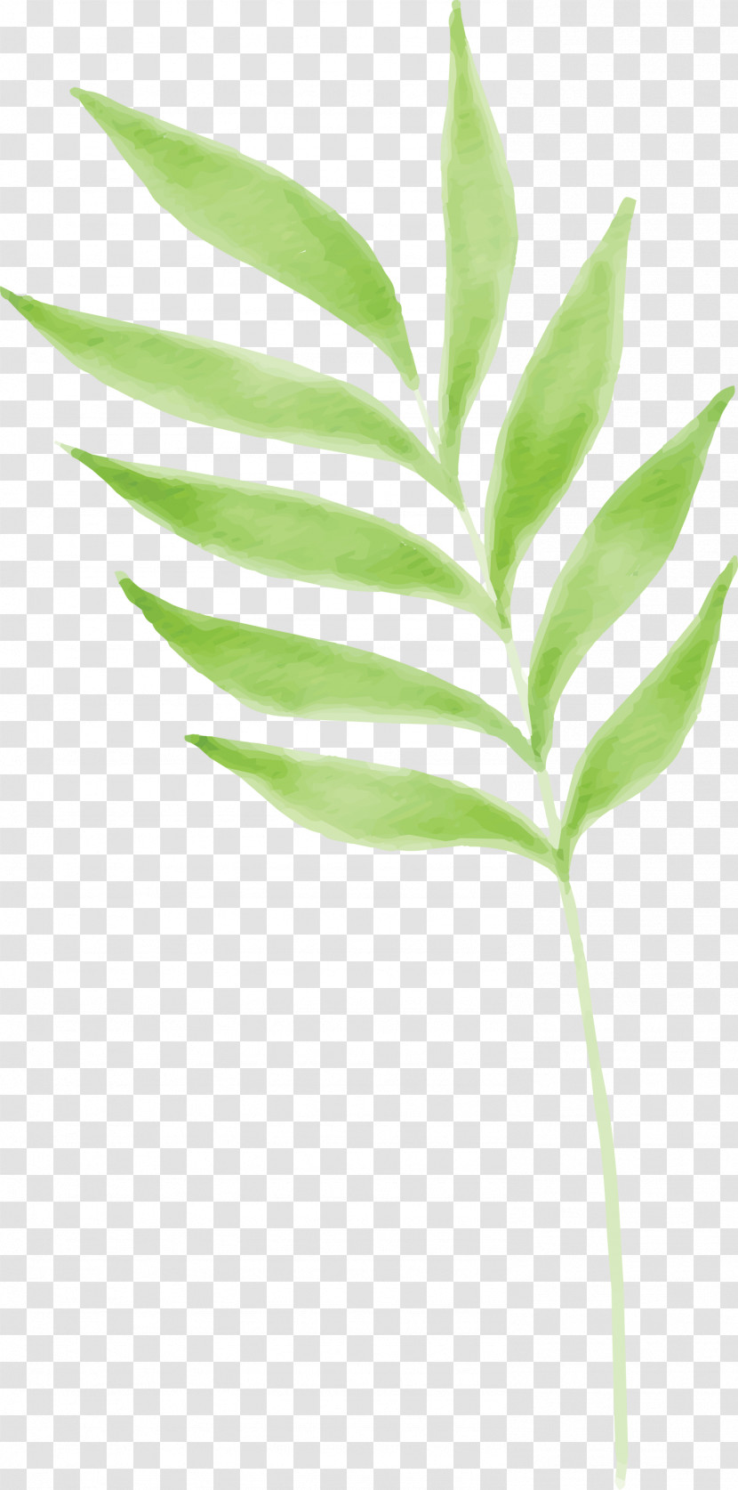 Leaf Plant Flower Plant Stem Tree Transparent PNG