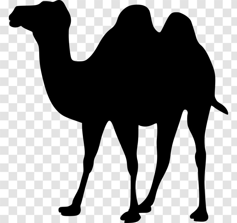 Dromedary Bactrian Camel Clip Art - Livestock - Silhouette Transparent PNG