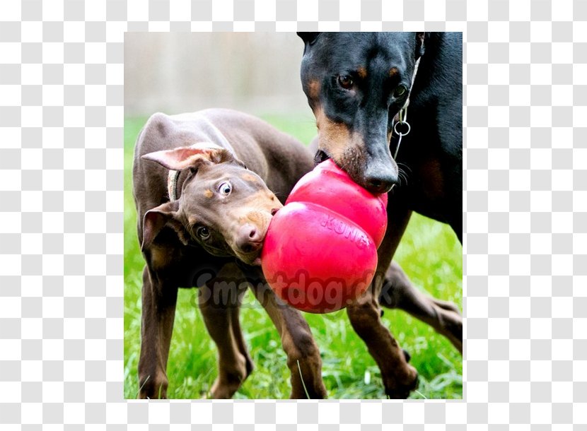 Dog Toys Amazon.com Pet Transparent PNG