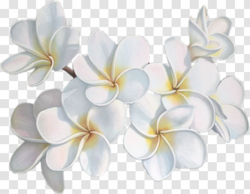 Flower Blog Avatar - Elakiri - White Transparent PNG