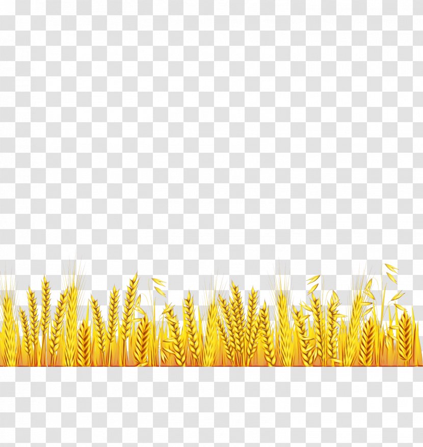 Yellow Grass Family Plant Transparent PNG