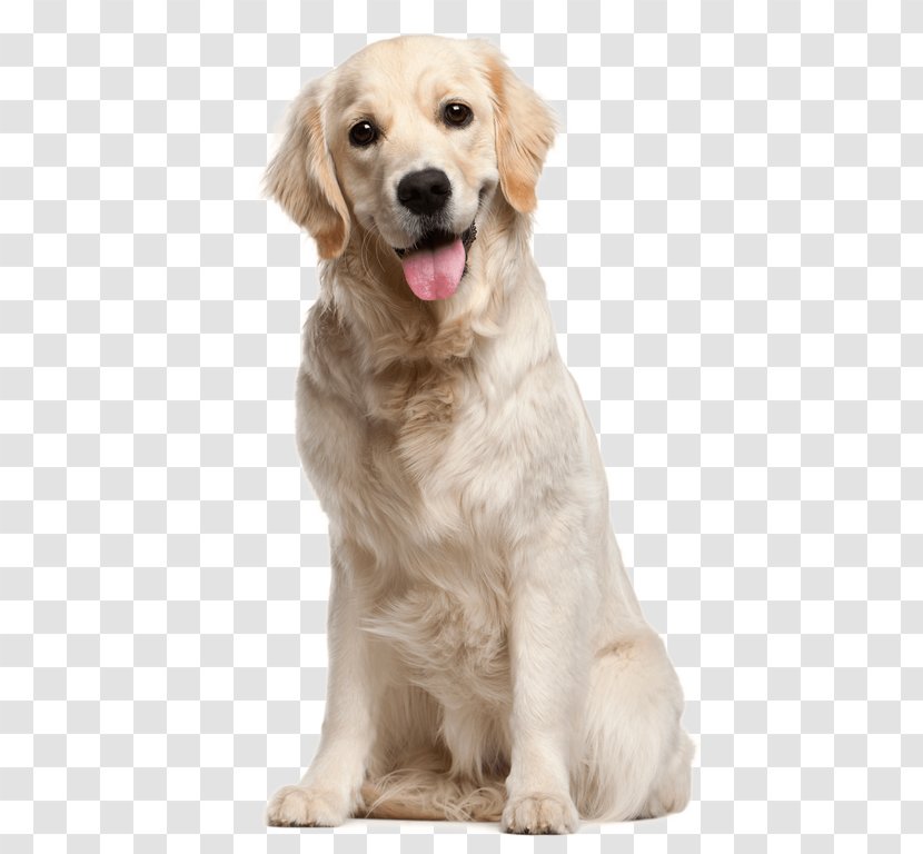Golden Retriever Puppy Labrador Dog Breed Transparent PNG
