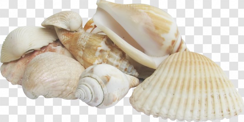Cockle Conchology Seashell Sea Snail - Scallop - Conch Transparent PNG