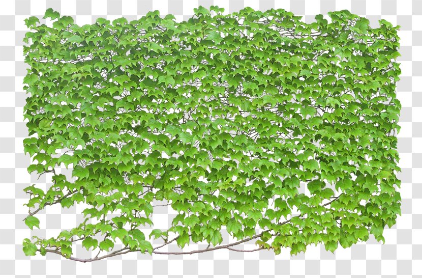 Vine Ivy Plant Shrub - Climbing Wall - Cq Transparent PNG