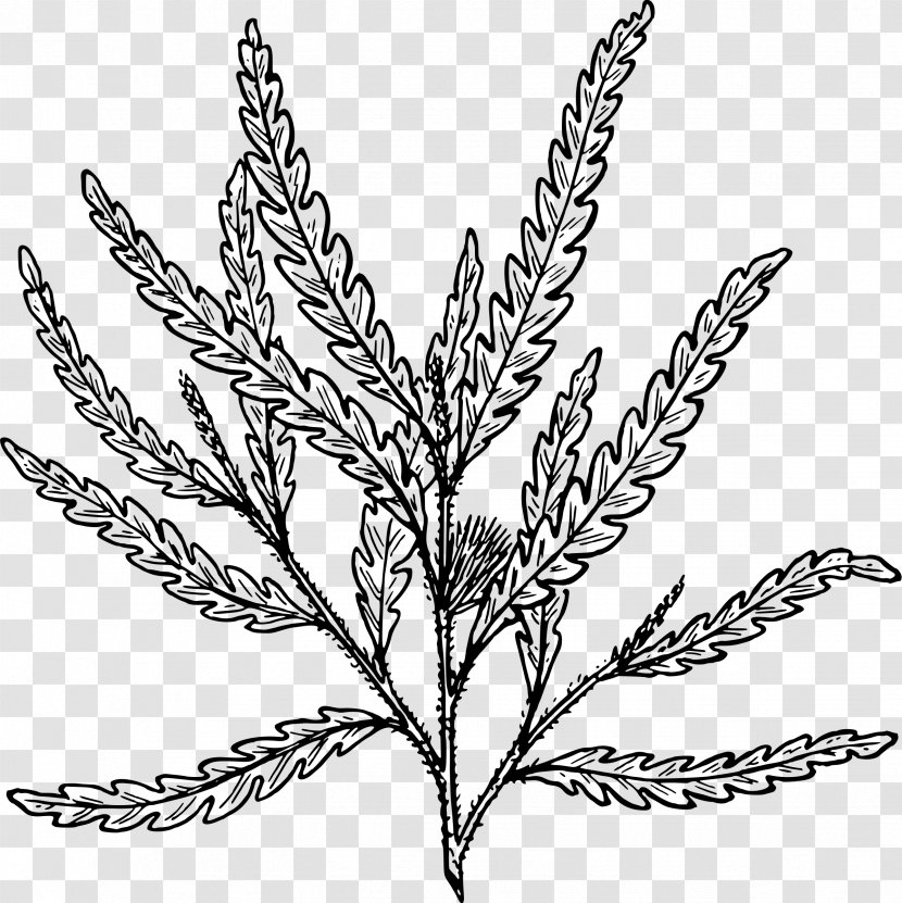 Comptonia Fern Frond Blechnum Spicant Clip Art - Twig - Ferns Transparent PNG