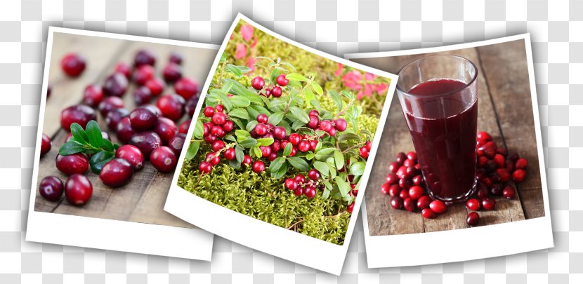 Cranberry Superfood Natural Foods - Auglis - Vaccinium Macrocarpon Transparent PNG