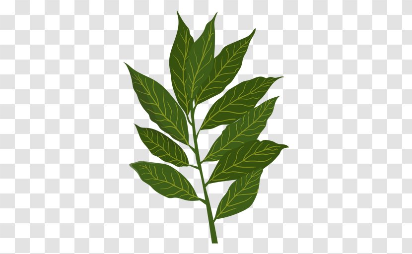 Bay Leaf Laurel Herb Basil Rosemary - Herbs Border Transparent PNG