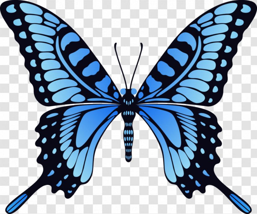 Monarch Butterfly Animation Stock Footage - Pollinator - Blue Image Transparent PNG