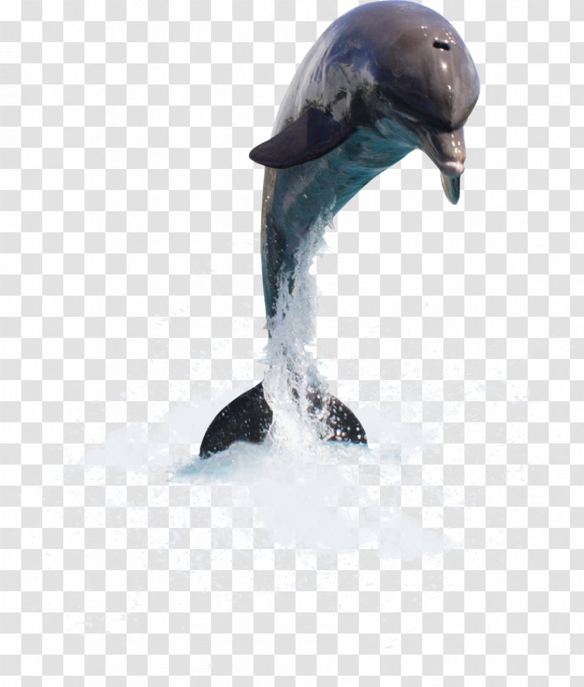 Dolphin Tucuxi Cetacea Clip Art - Flightless Bird Transparent PNG