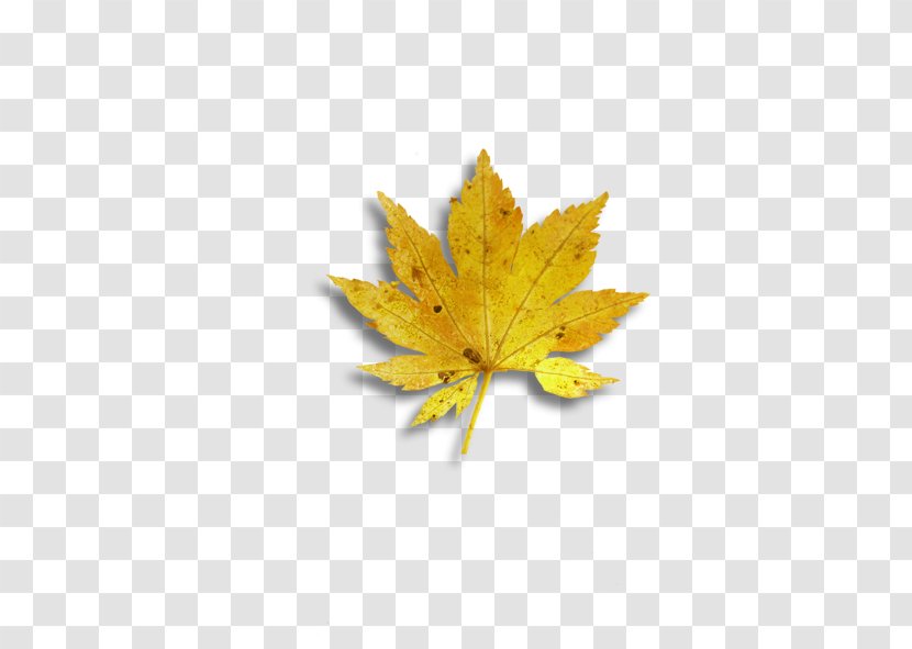 Maple Leaf Yellow Transparent PNG