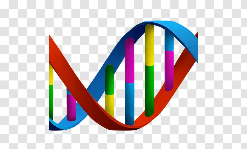 Clip Art DNA Nucleic Acid Double Helix Biology Clipart Transparent PNG